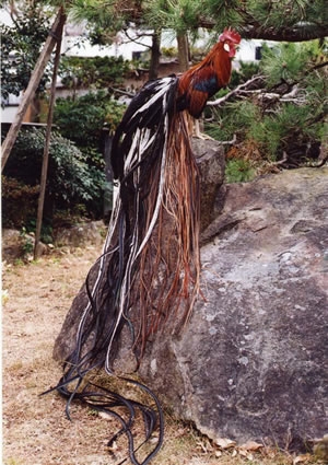 日本国特別天然記念物「土佐のオナガドリ」雄（赤笹内種）