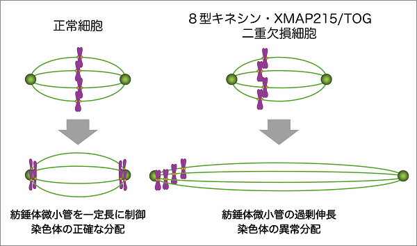 図１：正常細胞と８型キネシン・XMAP215/TOG二重欠損細胞の染色体分配様式