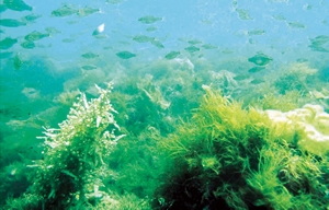 藻場に集まる魚たち