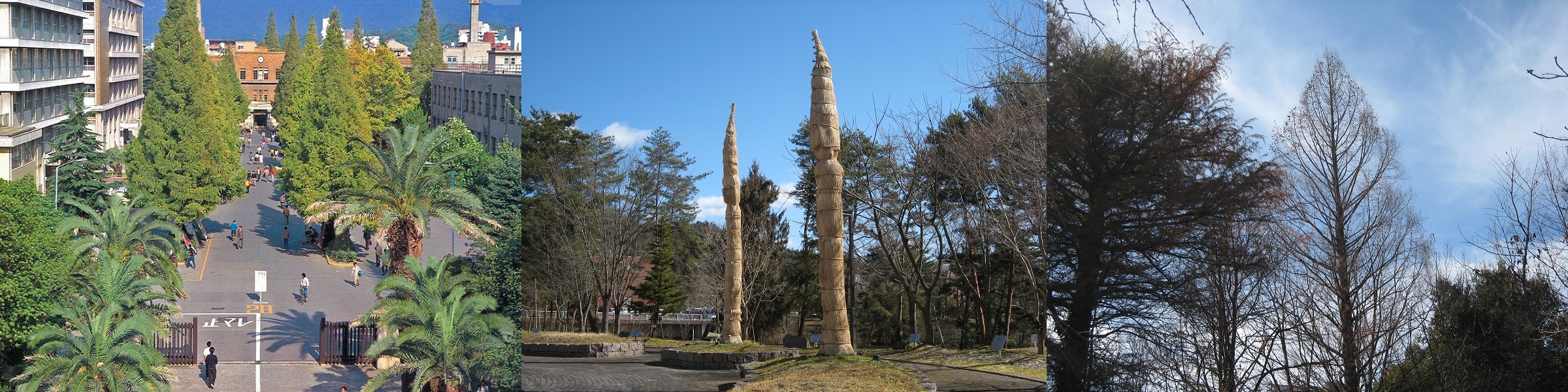 広島大学の象徴となる樹木
