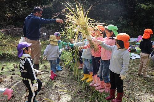 刈った稲を受け取る園児たち（2）