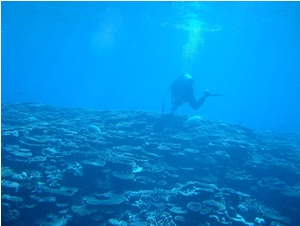 サンゴ礁においてスキューバダイビングで調査を実施