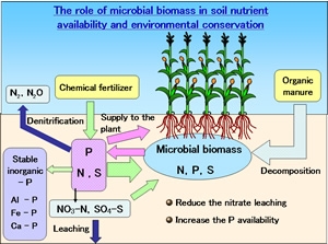養分供給と環境保全に果たす土壌微生物バイオマスの役割