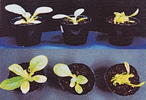 遺伝子組換え植物