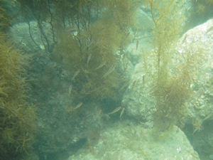 ガラモ場（褐藻ホンダワラ類）と魚