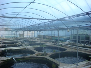 キャンパス内の温室養魚場