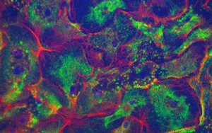培養ウシ乳腺細胞のサイトケラチン分布