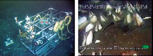 相模湾初島沖海底観測ステーションと設置したカメラによるシロウリガイ観察の映像